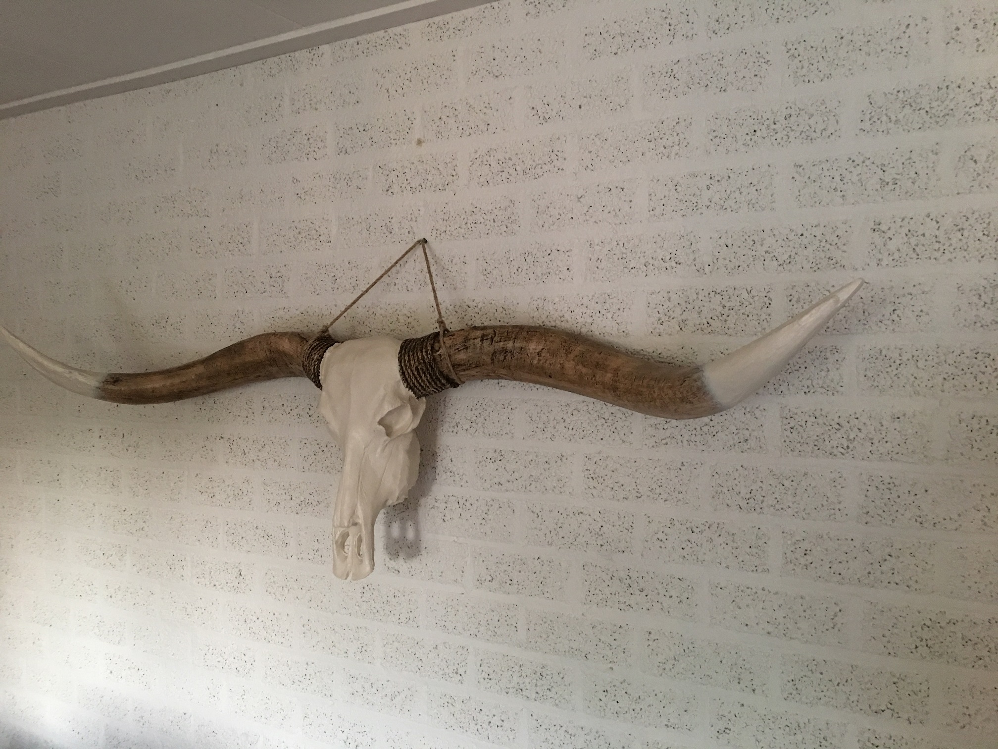 Super grote longhorn stierenschedel, ivoor met horens witte punt